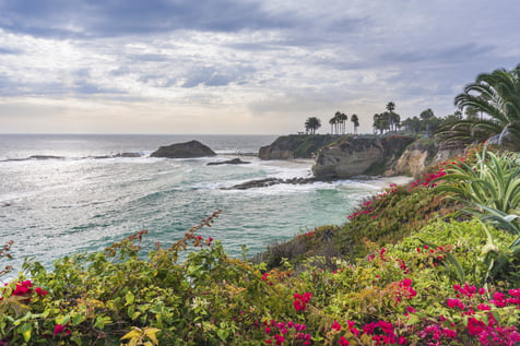 flowers by the sea